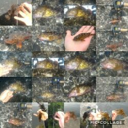 5目ライトゲーム